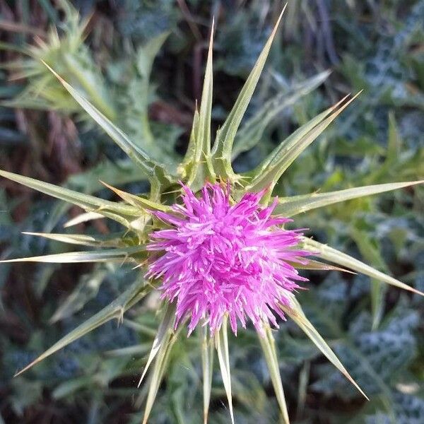 Silybum marianum 花