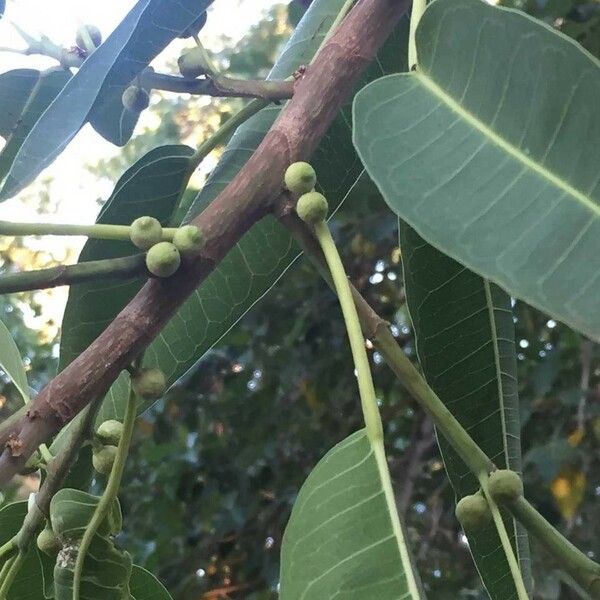 Ficus salicifolia Leht