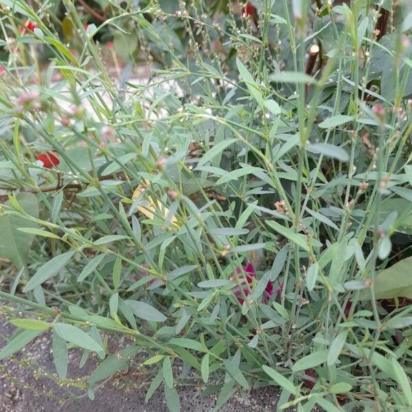 Polygonum bellardii 其他