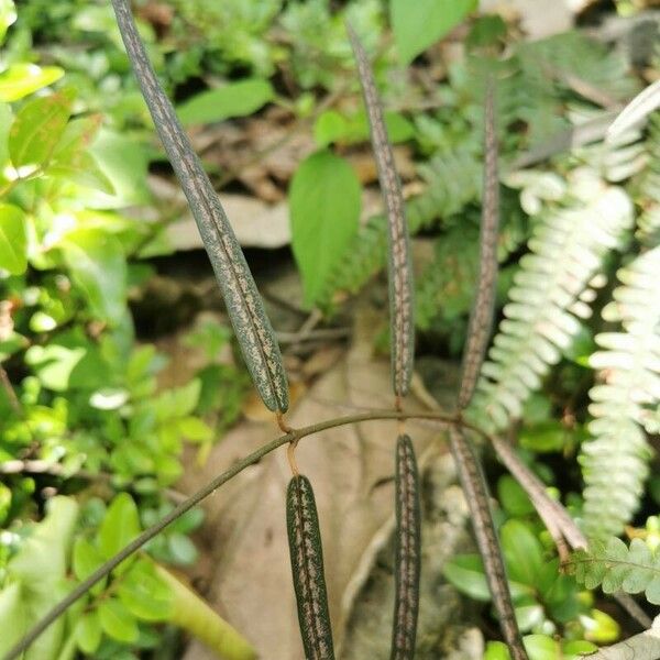 Trichosandra borbonica Leaf