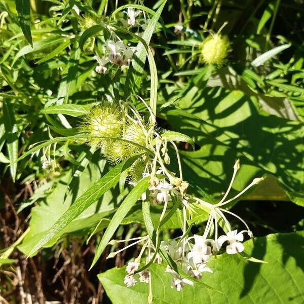 Gomphocarpus physocarpus Blüte