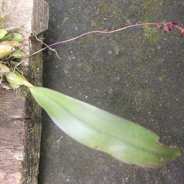 Bulbophyllum pumilum Habit