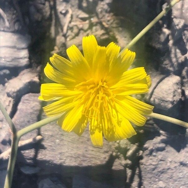 Launaea nudicaulis Blodyn