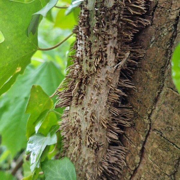 Hedera hibernica Casca