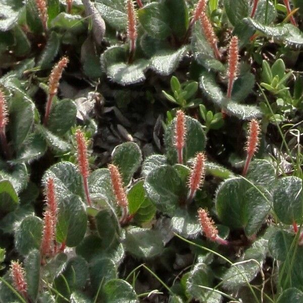 Salix reticulata Квітка