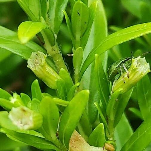 Cuphea hyssopifolia Φρούτο