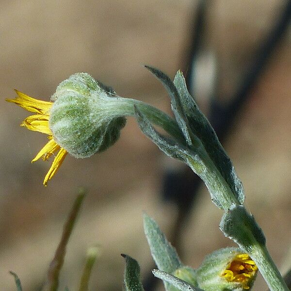 Andryala ragusina Blomma