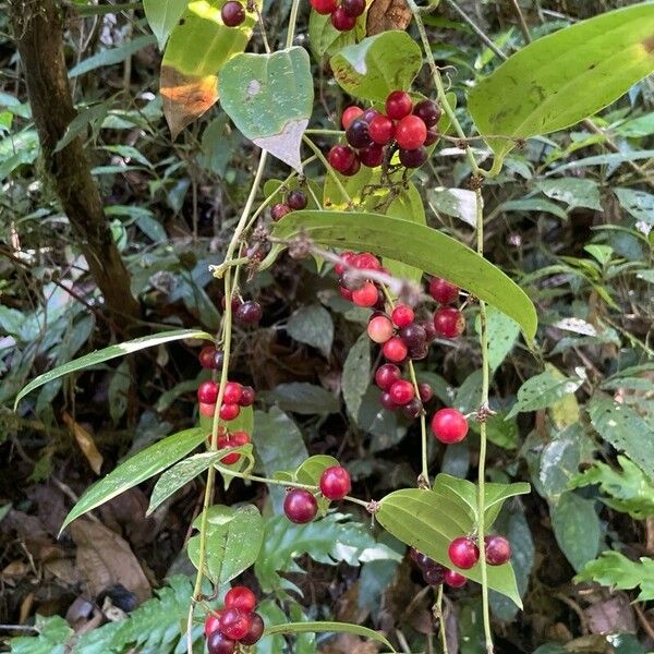 Smilax domingensis Vili