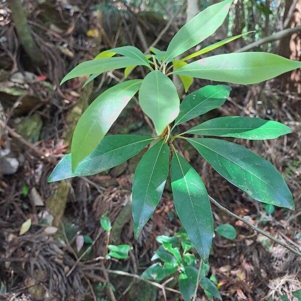 Kalmia latifolia Feuille