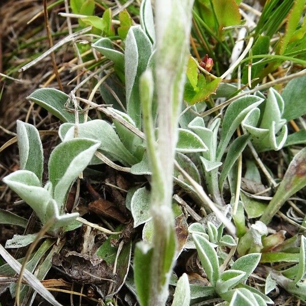 Antennaria dioica Leaf