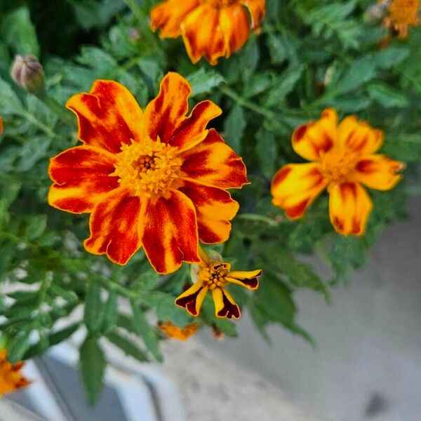 Tagetes patula Flor