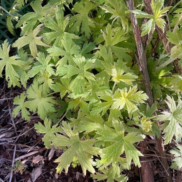 Anemonastrum canadense Leaf