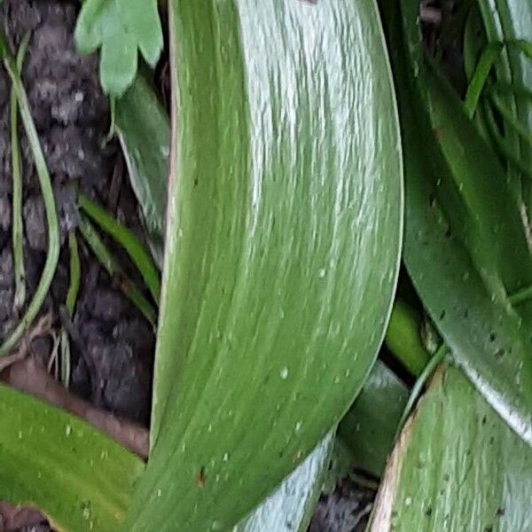 Tulipa humilis Leaf