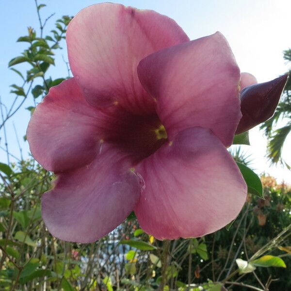 Allamanda blanchetii Kvet