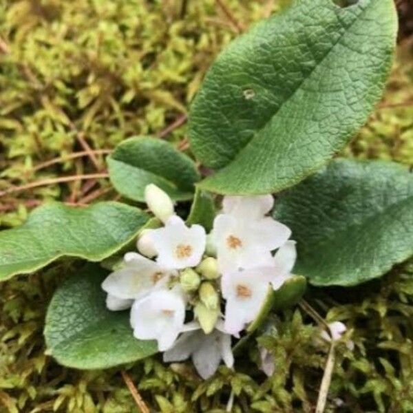 Epigaea repens Flower