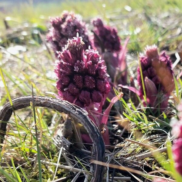 Petasites hybridus Žiedas