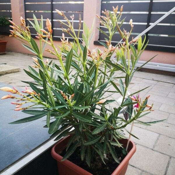 Nerium oleander പുഷ്പം