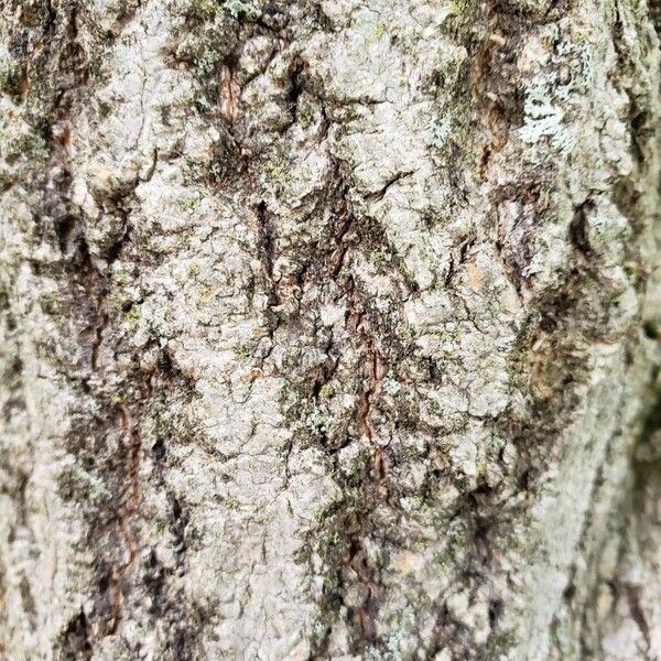 Chionanthus virginicus Bark