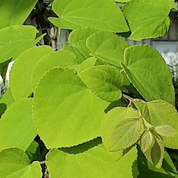 Cercidiphyllum japonicum Folha