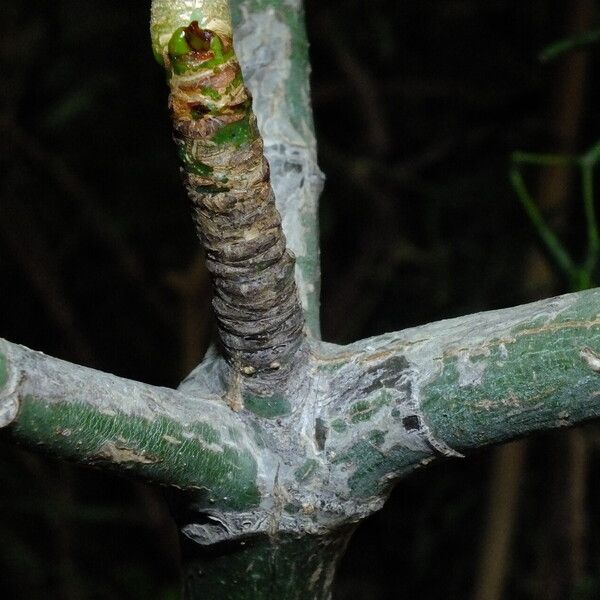 Pseudobombax ellipticum Bark