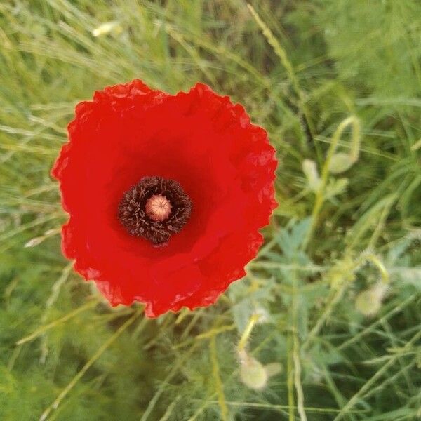 Papaver setiferum Blüte