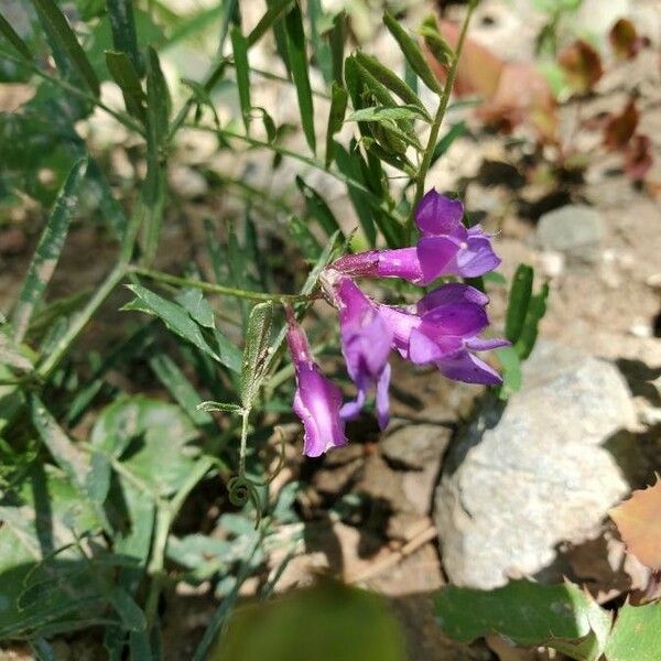 Vicia americana Flower