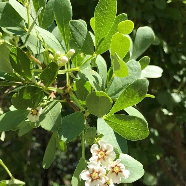 Schrebera alata Flower