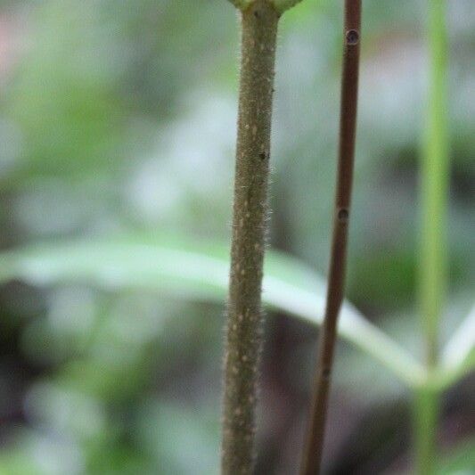 Antirhea borbonica Bark