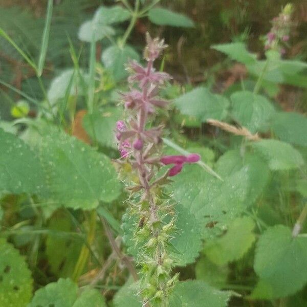 Stachys sylvatica Λουλούδι