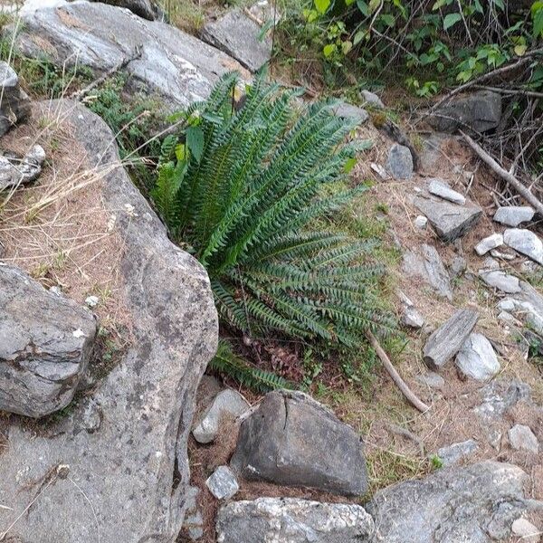 Polystichum lonchitis Natur