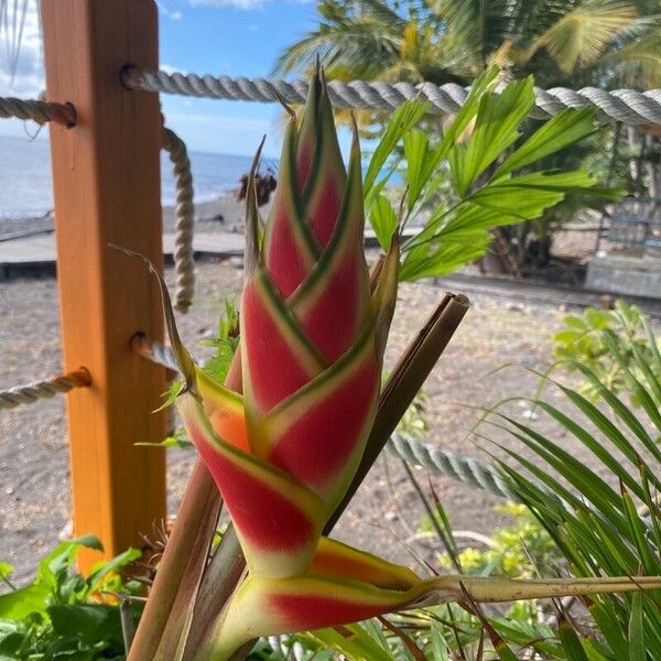 Heliconia wagneriana Flower