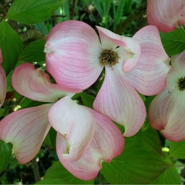 Cornus florida 花