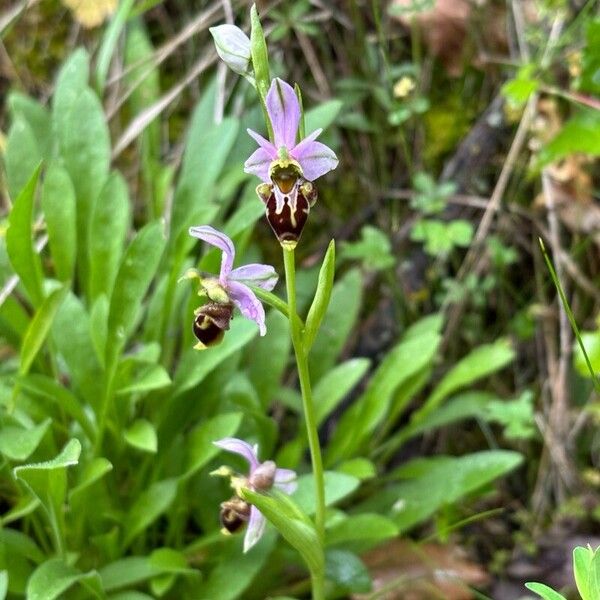 Ophrys scolopax Flower