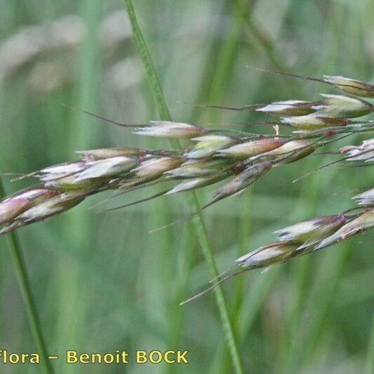 Pseudarrhenatherum longifolium Fruct