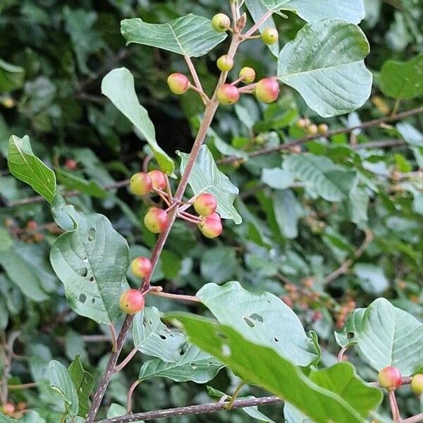 Frangula alnus Hedelmä