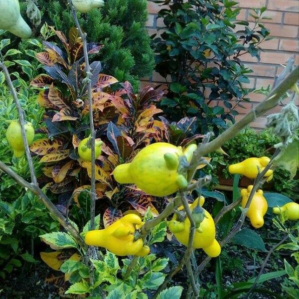 Solanum mammosum Плод