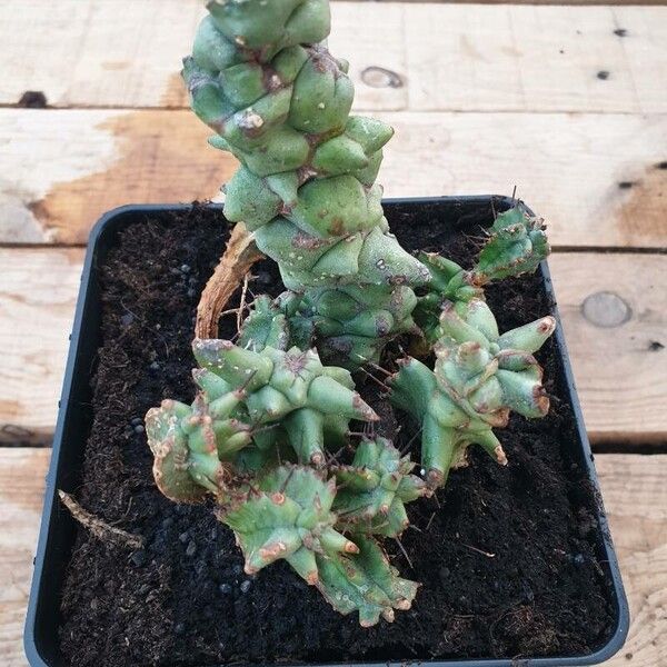 Euphorbia ritchiei List