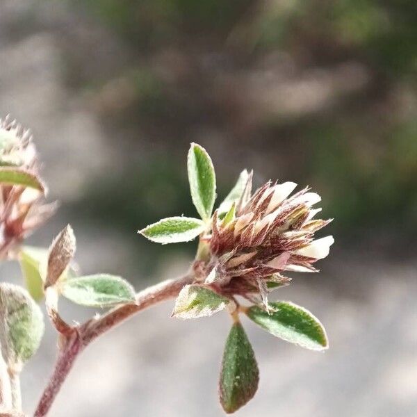 Trifolium scabrum Квітка