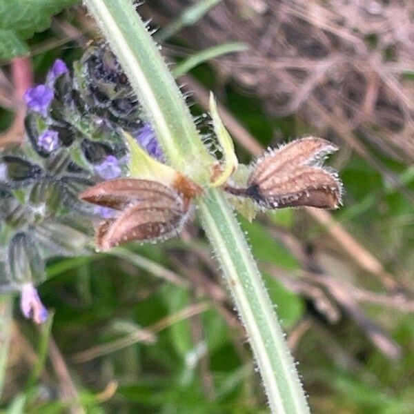 Salvia × sylvestris Fruit