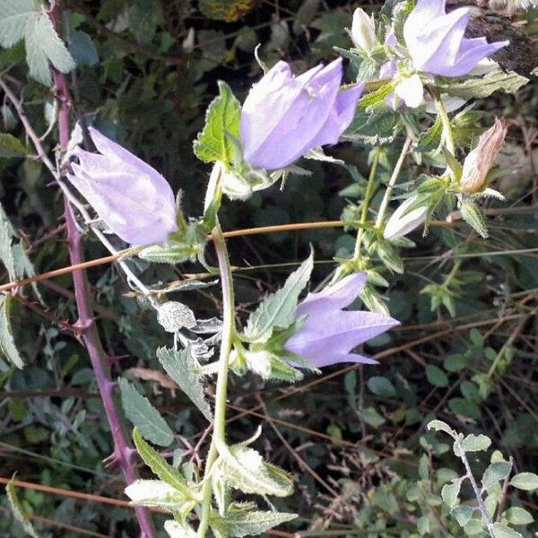 Campanula trachelium Květ