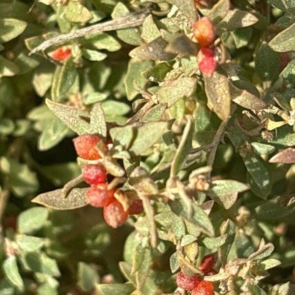 Atriplex semibaccata Froito