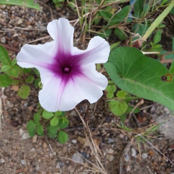 Ipomoea aquatica 花