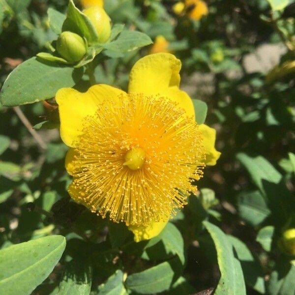 Hypericum frondosum Flower