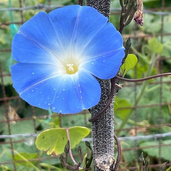 Ipomoea tricolor Blüte