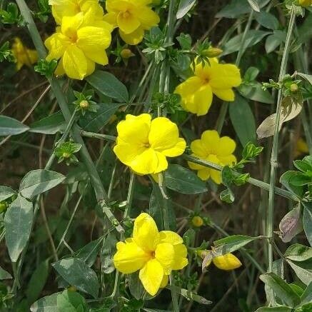 Jasminum mesnyi Flor