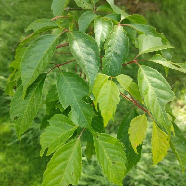 Acer cissifolium Leaf