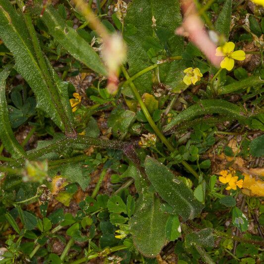 Bunias erucago Bark