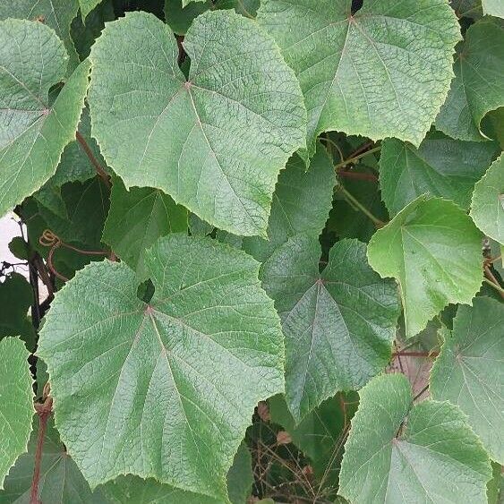 Vitis labrusca Folha