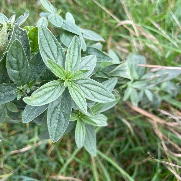 Lithospermum officinale Leaf