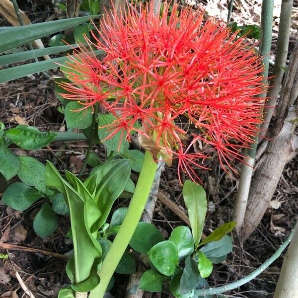 Scadoxus multiflorus Квітка